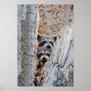 Wyoming, Lincoln County, Racoon Poster