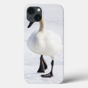 Wyoming, National Elk Refuge, Trumpeter Swan 1 iPhone 13 Case
