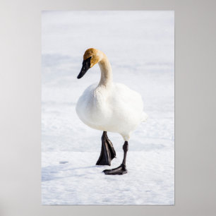 Wyoming, National Elk Refuge, Trumpeter Swan 1 Poster