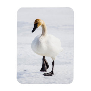 Wyoming, National Elk Refuge, Trumpeter Swan Magnet