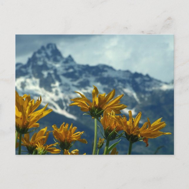 Wyoming Postcard (Front)