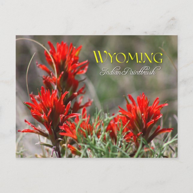 Wyoming State Flower: Indian Paintbrush Postcard (Front)