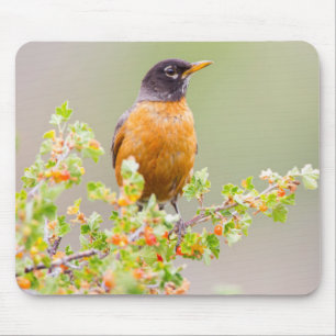 Wyoming, Sublette County, An American Robin Mouse Pad