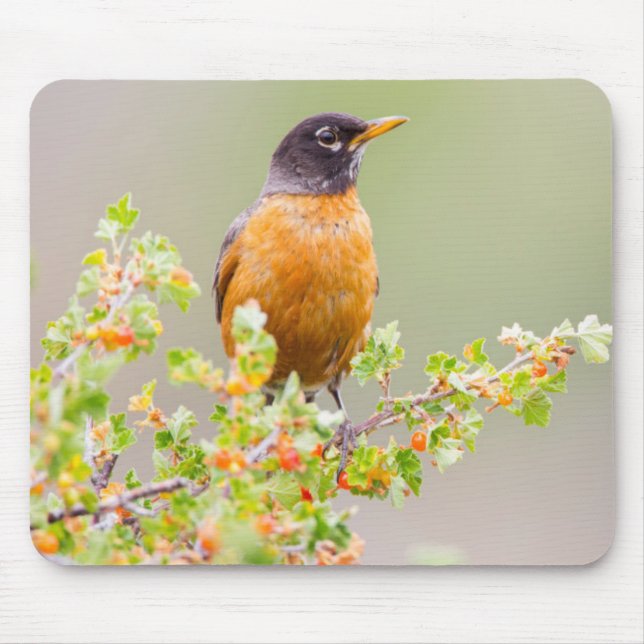 Wyoming, Sublette County, An American Robin Mouse Pad (Front)