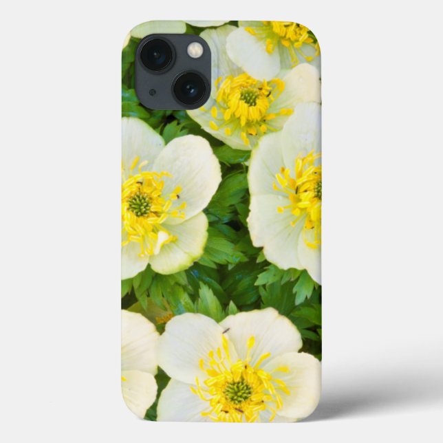 Wyoming, Sublette County, Close-up of a group Case-Mate iPhone Case (Back)