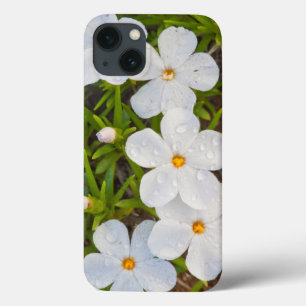 Wyoming, Sublette County, Close-up of Phlox iPhone 13 Case