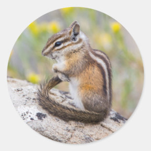 Wyoming, Sublette County, Least Chipmunk Classic Round Sticker