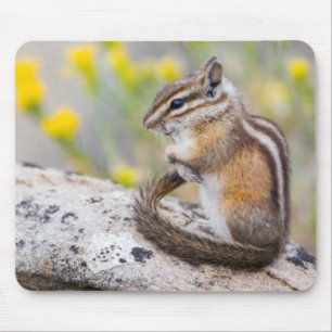 Wyoming, Sublette County, Least Chipmunk Mouse Pad