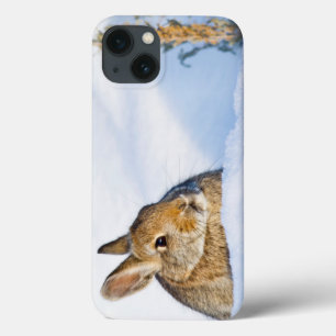 Wyoming, Sublette County, Nuttall's Cottontail 1 iPhone 13 Case