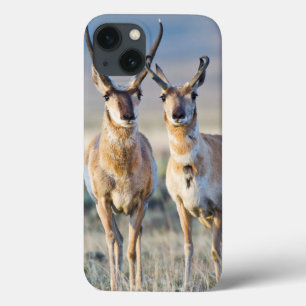 Wyoming, Sublette County, Pronghorn bucks iPhone 13 Case