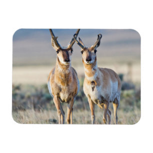 Wyoming, Sublette County, Pronghorn bucks Magnet