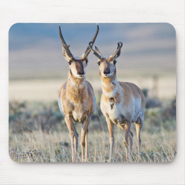 Wyoming, Sublette County, Pronghorn bucks Mouse Pad (Front)