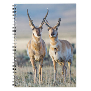 Wyoming, Sublette County, Pronghorn bucks Spiral Notebook