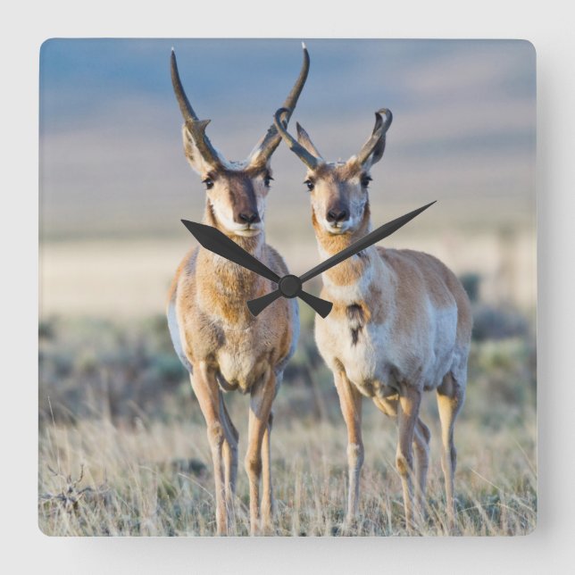 Wyoming, Sublette County, Pronghorn bucks Square Wall Clock (Front)