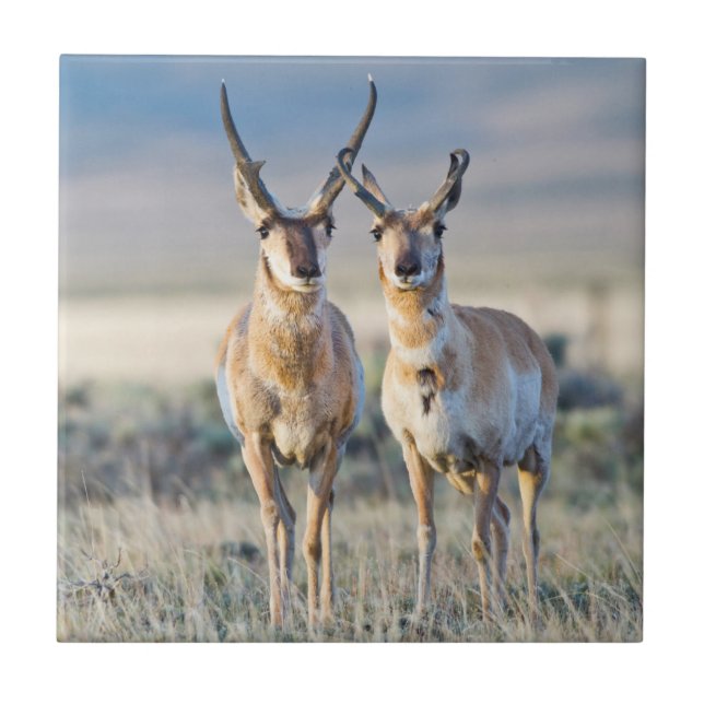 Wyoming, Sublette County, Pronghorn bucks Tile (Front)