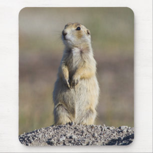 Wyoming, Sublette County, White-tailed Prairie Mouse Pad