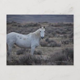 wyoming, united states of america postcard
