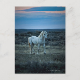 wyoming, united states of america postcard
