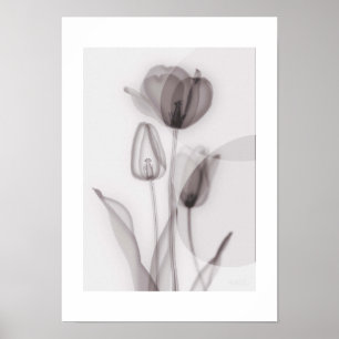  X-ray Botanical Art - Tulip Poster