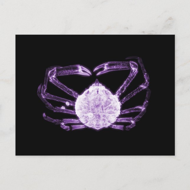 X-Ray Crab Postcard (Front)