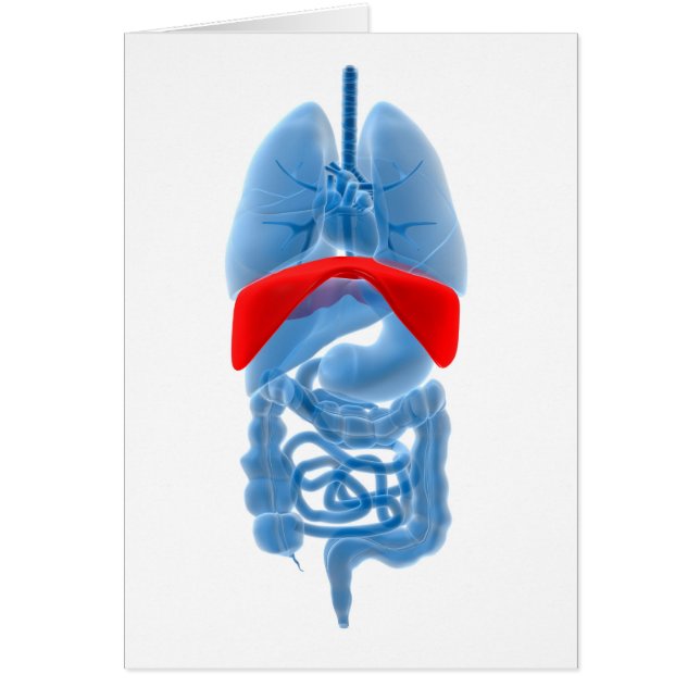 X-Ray Image Of Internal Organs With Diaphragm (Front)