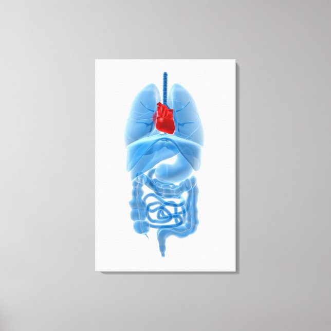 X-Ray Image Of Internal Organs With Heart Canvas Print (Front)