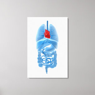X-Ray Image Of Internal Organs With Heart Canvas Print
