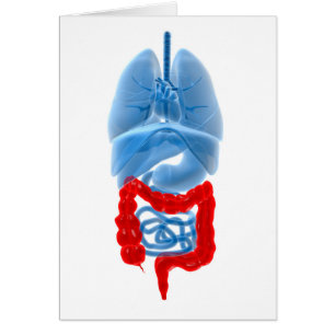 X-Ray Image Of Internal Organs With Large