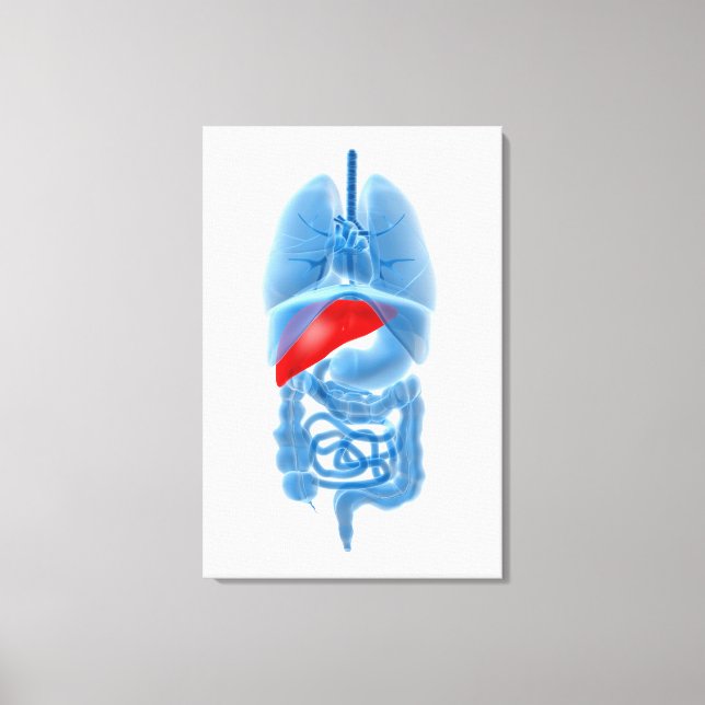 X-Ray Image Of Internal Organs With Pancreas Canvas Print (Front)