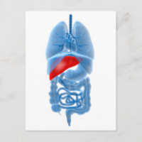 X-Ray Image Of Internal Organs With Pancreas
