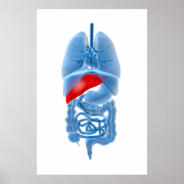 X-Ray Image Of Internal Organs With Pancreas Poster (Front)