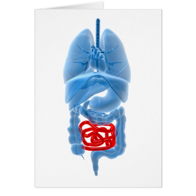 X-Ray Image Of Internal Organs With Small (Front)