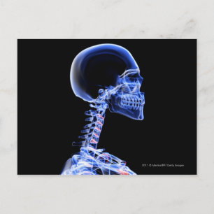 X-ray of the bones in the neck postcard