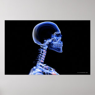 X-ray of the bones in the neck poster