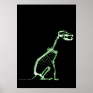 X-RAY PUPPY DOG SKELETON SITTING - GREEN POSTER