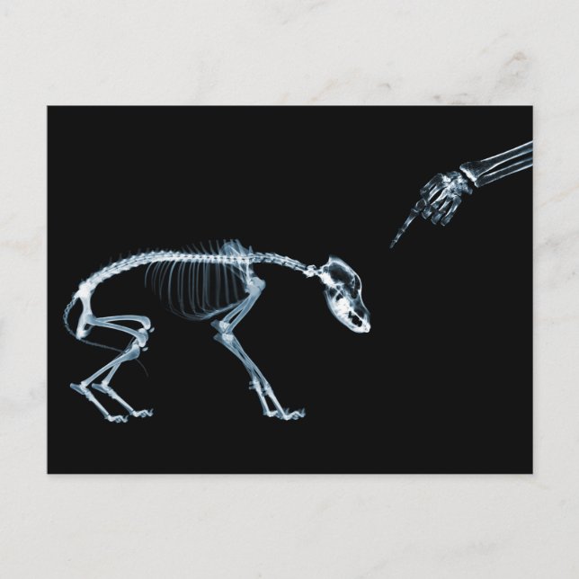 X-Ray Skeletons Bad Dog Blue Postcard (Front)