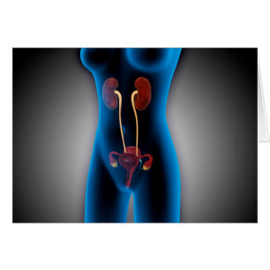 X-Ray View Of Female Body With Reproductive