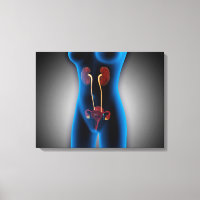 X-Ray View Of Female Body With Reproductive