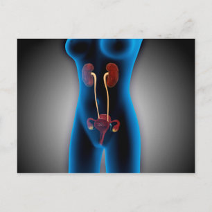 X-Ray View Of Female Body With Reproductive Postcard