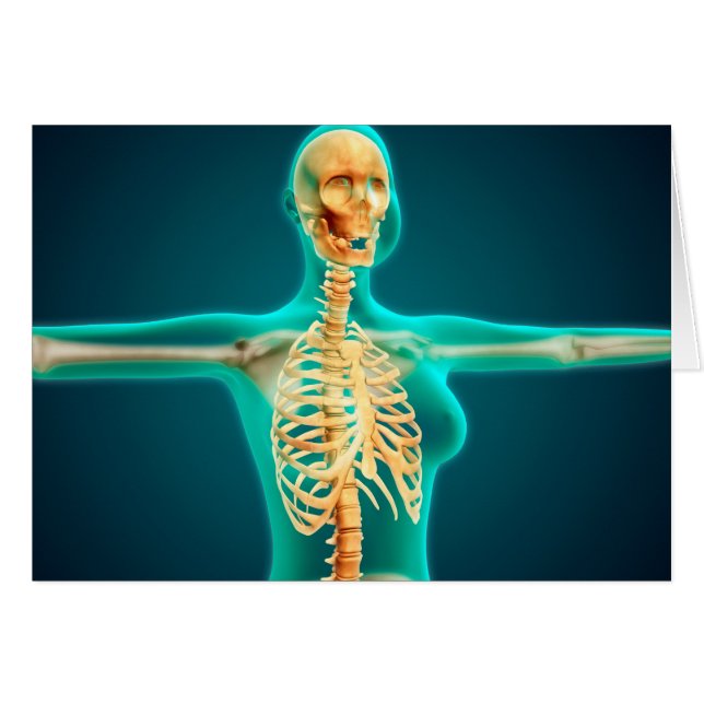X-Ray View Of Female Upper Body Showing Rib Cage (Front Horizontal)
