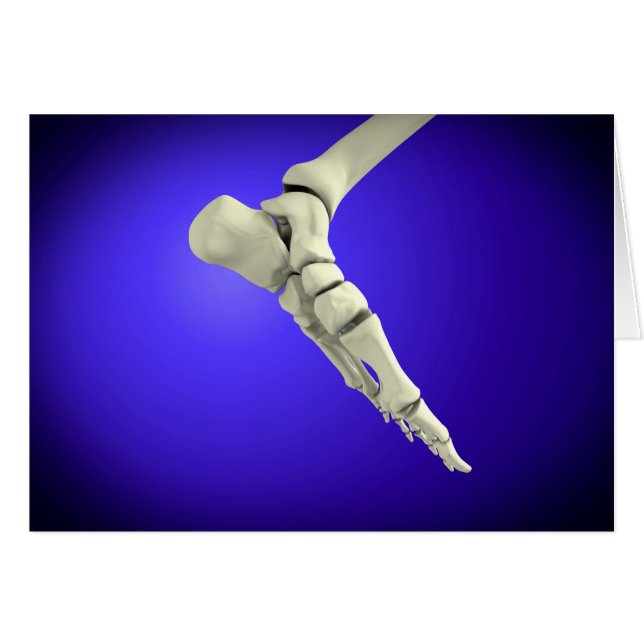 X-Ray View Of Human Foot 2 (Front Horizontal)