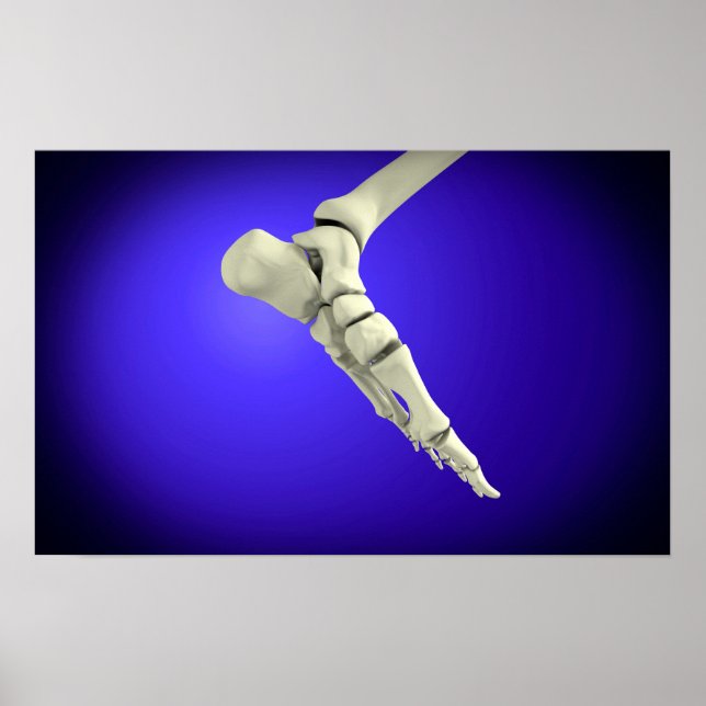 X-Ray View Of Human Foot 2 Poster (Front)