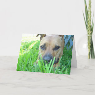 Xena in card