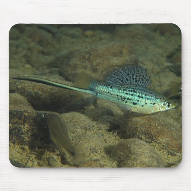 Xiphophorus montezumae - Montezumae Swordtail Mouse Pad (Front)