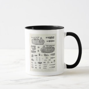 XLV Phenacodus, Opisthotomus, Hyopsodus Mug
