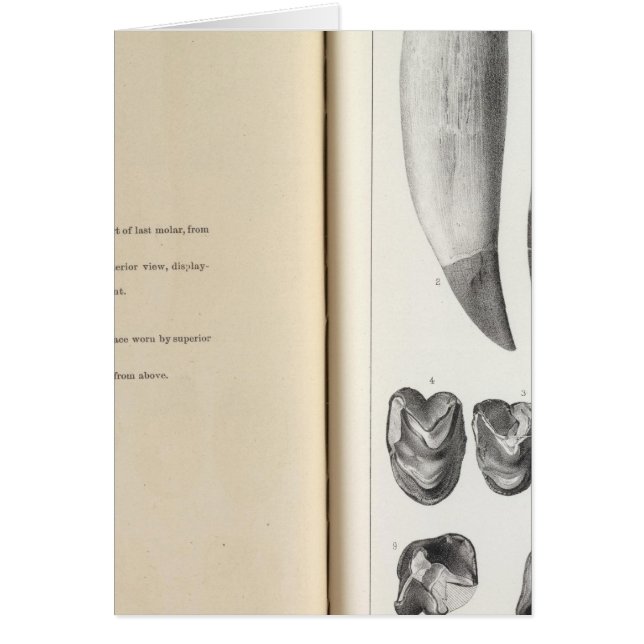 XLVI Coryphodon (Front)