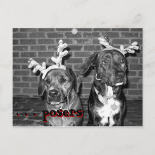 xmas card recrop recontrast, . . . posers, . . ...