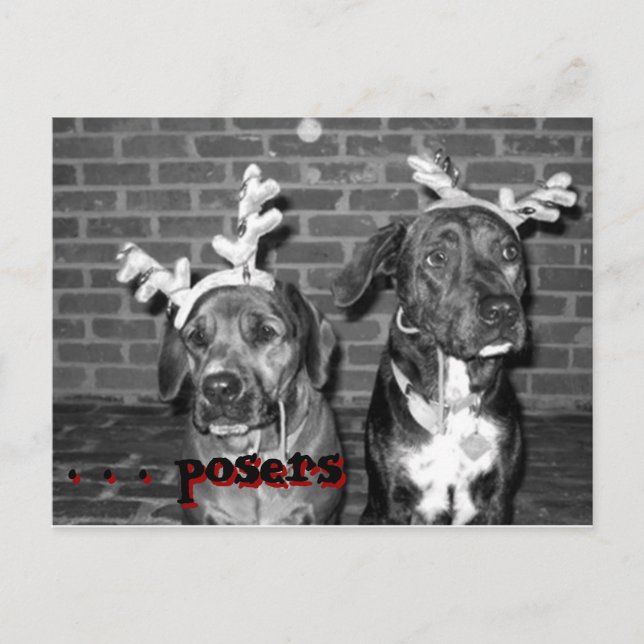 xmas card recrop recontrast, . . . posers, . . ... (Front)