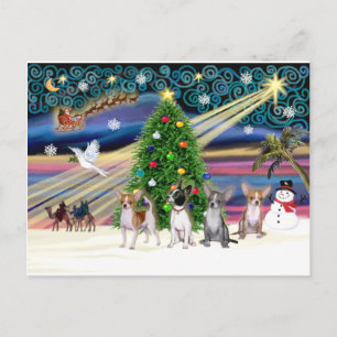 Xmas Magic-Chihuahuas (four) Holiday Postcard