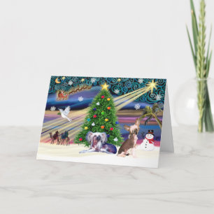 Xmas Magic-Chinese Crested Pair Holiday Card